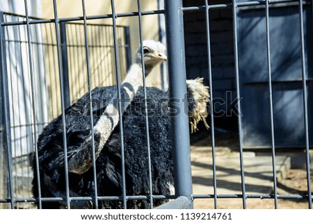 pictured in the photo ostrich in zoo