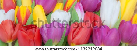Bright spring multicolored tulips big armful on the whole image.