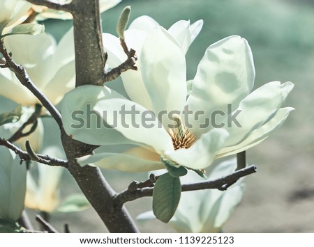 Magnolia Flower on Magnolia Tree.