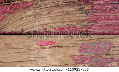 Wood texture and background. Cut tree trunk background. Tree trunk close up. Macro view of cut tree trunk texture. Wood texture and background for graphic design. Timber industry.