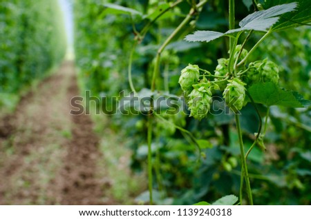 Picture of hops