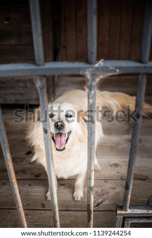 Dog shelter in Wroclaw, Poland