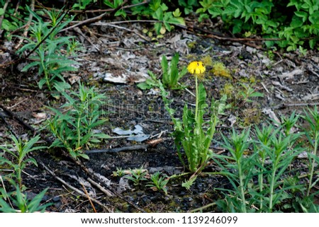 Yellow dandelion flower sprouted on a scorched forest clearing