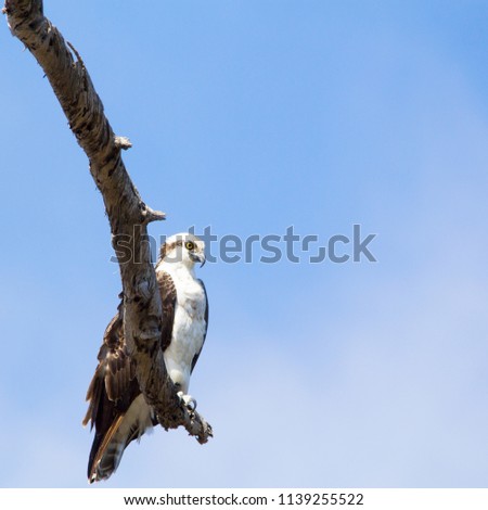 Perched Osprey bird in Huntington Beach, California over a large body of water.  Alert brown and white bird with a dark stripe running from beak to yellow eyes and side of the head.