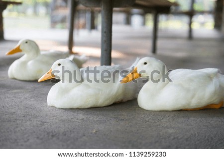 White Ducks Sitting down in a park in pennsylvania near a campsite smiling yellow beaks and white feathers clean with benches in the background 