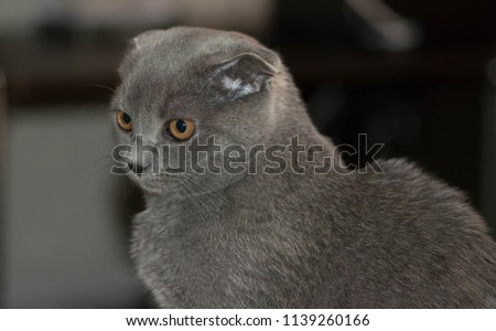 portrait of young scottish fold cat, gray color