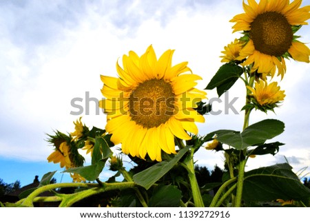 Helianthus annuus, the common sunflower, is a large annual forb of the genus Helianthus grown as a crop for its edible oil and edible fruits. 