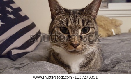 Photograph of my Mackerel Patterned Tabby cat taken in 2016