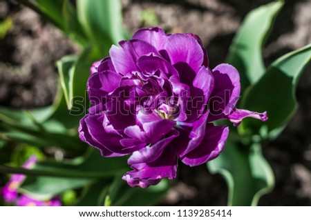  violet beautiful and bright tulip. terry peony-like. flower close-up. sunny picture in the garden. tulip blue wow