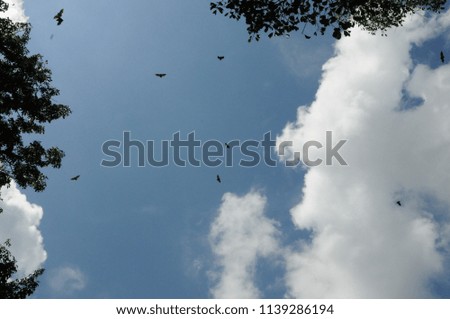 a flock of bats over the trees in the sky

