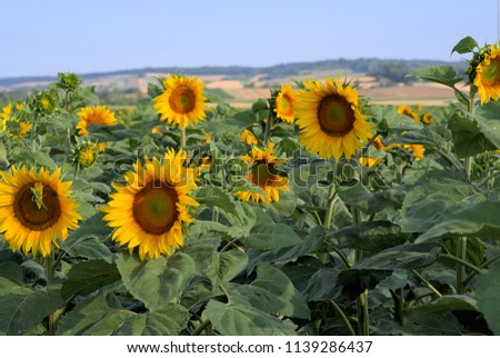 Sunflower field and green grasshopper on the flower on the left side of the picture