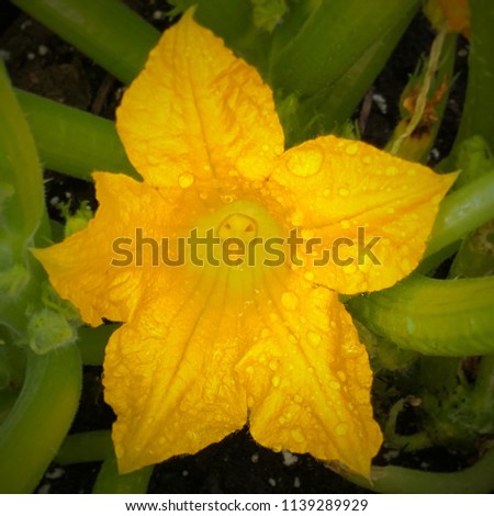 Squash blossom covered in water droplets