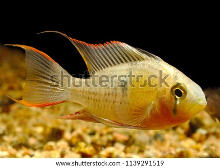 Bolivian Ram or Butterfly cichlid (Mikrogeophagus altispinosus)