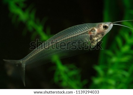 aquarium Glass Catfish, ghost catfish or phantom catfish (Kryptopterus vitreolus)  Royalty-Free Stock Photo #1139294033
