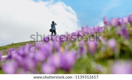Woman is taking pictures of beautiful blooming of saffron crocus flower at Velika planina in the heart of the Kamnik Alps