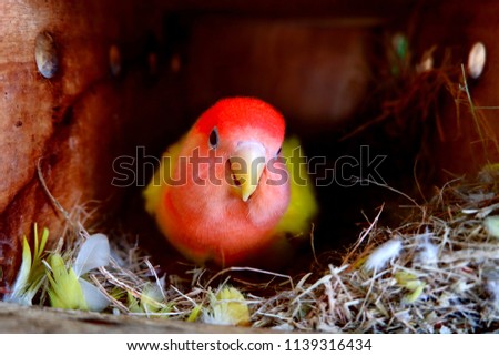 Lovebird in the nest