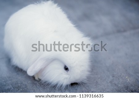 lovely pet rabbit