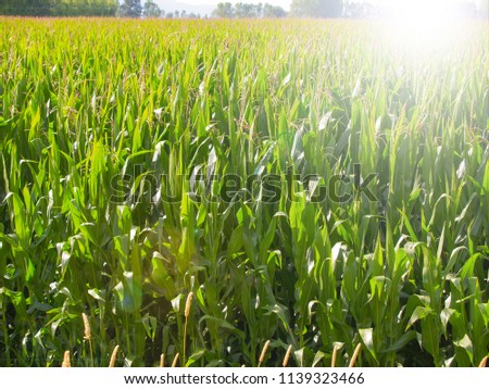 Maize fields, long green lush crop growing before harvest.