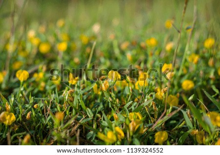 the yellow flowers in garden