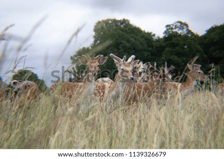 Deer in the Grass