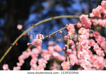 Plum blossoms in Mie prefecture in Japan