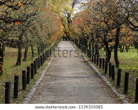 Small path in Japanese apricot park in autumn season