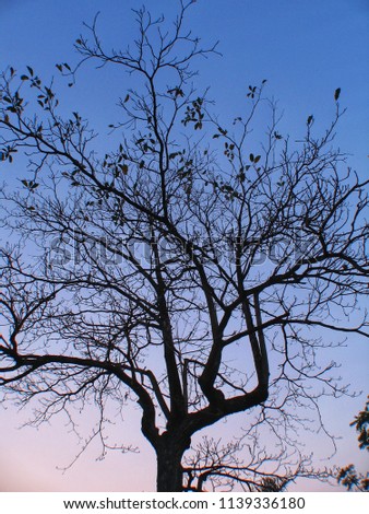 Beautiful shape of tree branch in blue sky.Silhouette