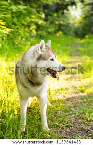 Profile Portrait of Cute beautiful beige and white siberian husky dog with brown eyes standing in the forest on sunset background and yellow sunny backlight.