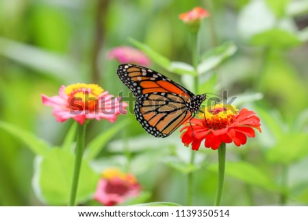 butterfly on flower Royalty-Free Stock Photo #1139350514