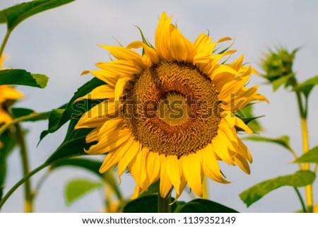 blooming sunflowers on a background  blue sky.