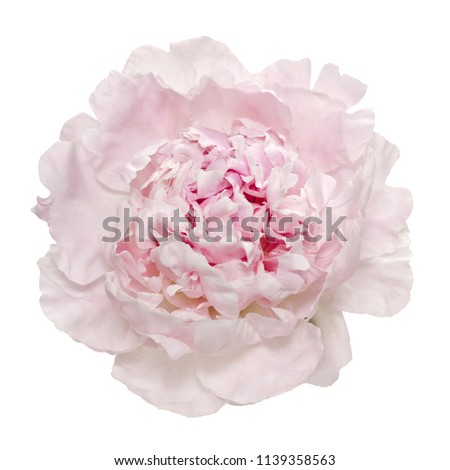 Beautiful pink peony isolated on white background