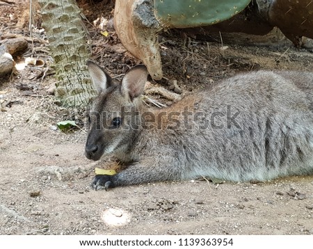 Kangaroo close up 