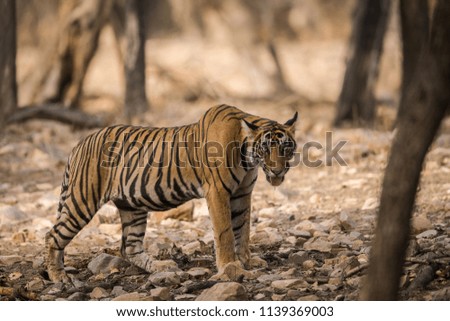 A bold and beautiful cub from Ranthambore National Park