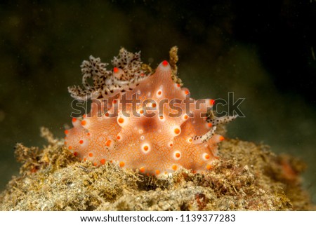 Halgerda batangas is a species of sea slug