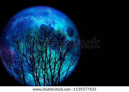 full blue moon back silhouette dry branch tree, Elements of this image furnished by NASA