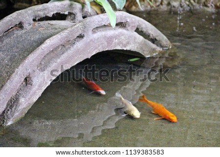 Concrete bridge in small pond having three koi fish swmiming around