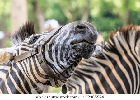 Cute zebra at the zoo