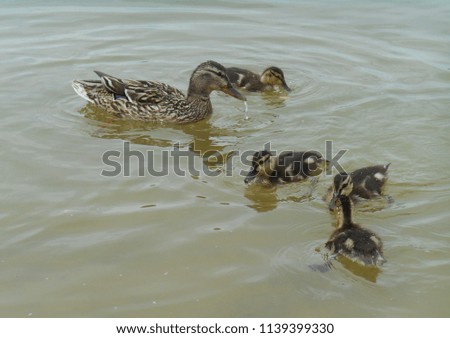 duck and ducklings on a lake