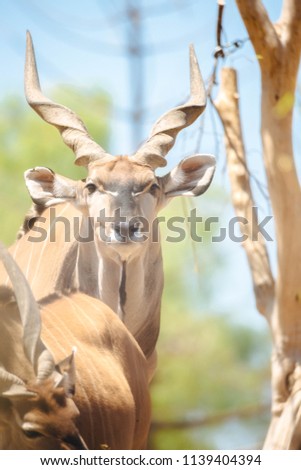 Portrait of Greater Kudu