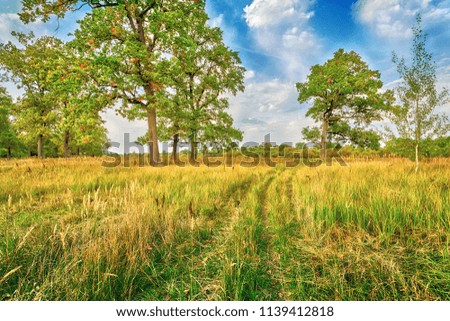 Landscape with an oak grove in autumn. Republic of Belarus. 