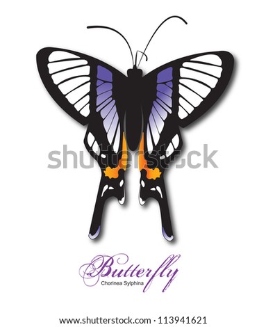 Butterfly, Sylphina Angel (Chorinea Sylphina), blue and orange, drop shadows, isolated on a white background, vector, high resolution JPEG. This butterfly is found in Ecuador, Peru and Bolivia.