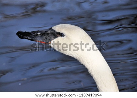 A picture of a Trumpeter Swan