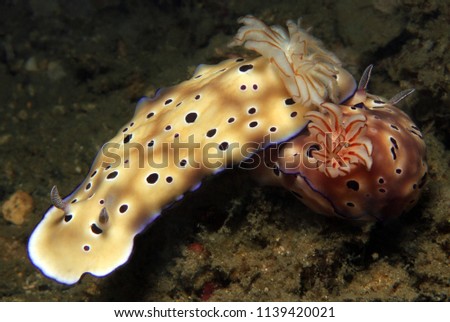 Risbecia Tryoni Couple. Lembeh Strait, Indonesia
