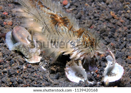 Golden Fireworm (Chloeia Flava, aka Peacock Bristle Worm) with a Side-kick Snail. Lembeh Strait, Indonesia