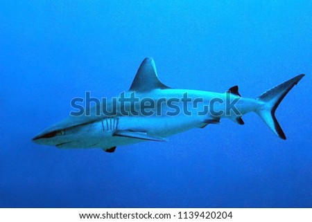 Gray Reef Shark (Carcharhinus amblyrhynchos) in the Blue. South Male Atoll, Maldives