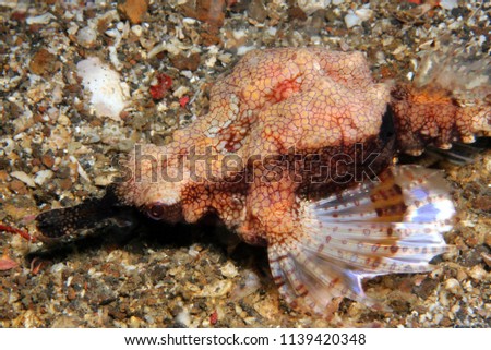 Dragon Sea Moth (Eurypegasus draconis, aka Little Dragonfish, Short Dragonfish, Common Seamoth). Lembeh Strait, Indonesia
