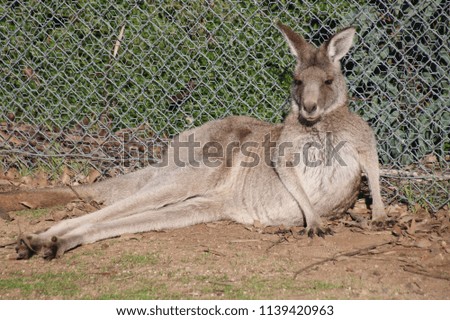 kangaroos at the open range zoo 