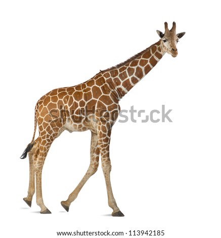 Somali Giraffe, commonly known as Reticulated Giraffe, Giraffa camelopardalis reticulata, 2 and a half years old walking against white background Royalty-Free Stock Photo #113942185