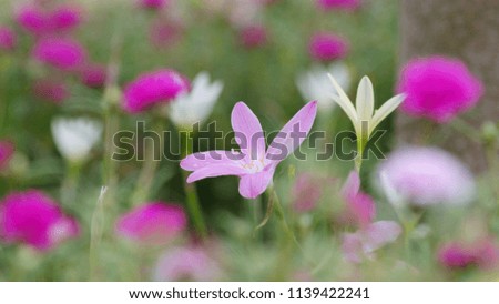 close up colorful Zephyranthes field