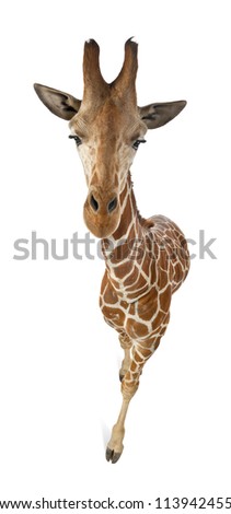 High angle view of Somali Giraffe, commonly known as Reticulated Giraffe, Giraffa camelopardalis reticulata, 2 and a half years old walking against white background